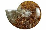 Polished Cretaceous Ammonite (Cleoniceras) Fossil - Madagascar #305956-1